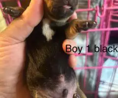 Chiweenie Yorkie mix puppies