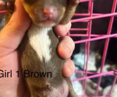 Chiweenie Yorkie mix puppies