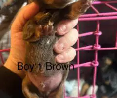 Chiweenie Yorkie mix puppies