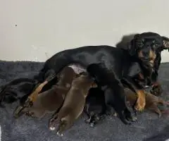 Chiweenie Yorkie mix puppies