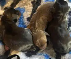 Chiweenie Yorkie mix puppies