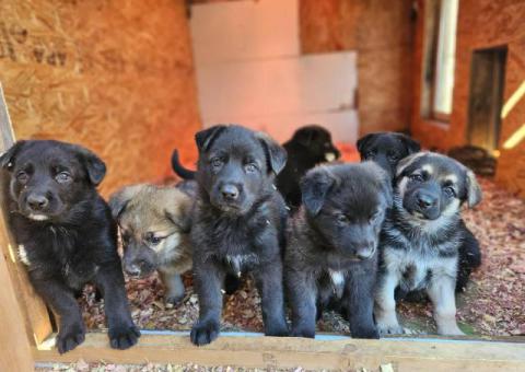 AKC German Shepherd puppies for sale
