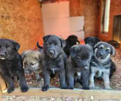 AKC German Shepherd puppies for sale
