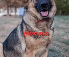 AKC German Shepherd puppies for sale