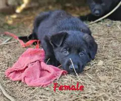 AKC German Shepherd puppies for sale
