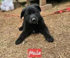 AKC German Shepherd puppies for sale