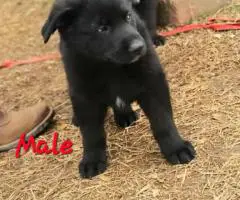 AKC German Shepherd puppies for sale