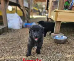 AKC German Shepherd puppies for sale