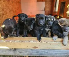 AKC German Shepherd puppies for sale