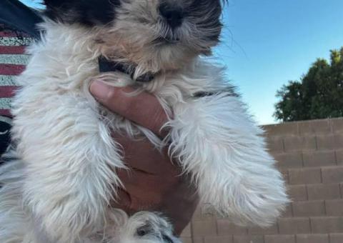 Sweet Maltese Shih Tzu puppy for sale
