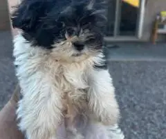Sweet Maltese Shih Tzu puppy for sale