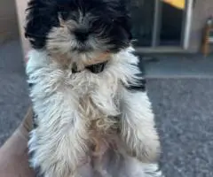 Sweet Maltese Shih Tzu puppy for sale