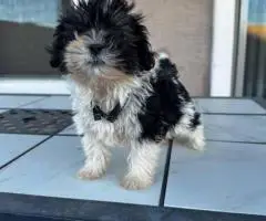 Sweet Maltese Shih Tzu puppy for sale