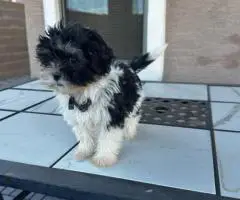 Sweet Maltese Shih Tzu puppy for sale