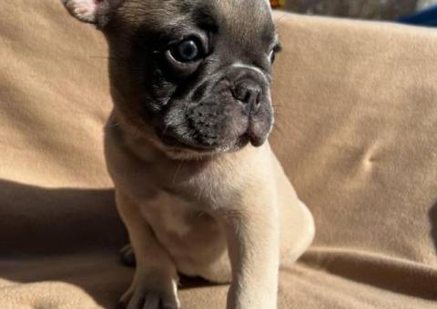 6 Frenchie puppies for sale