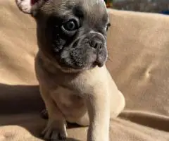 6 Frenchie puppies for sale