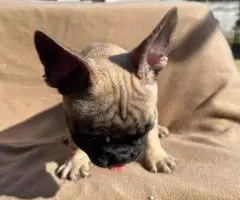 6 Frenchie puppies for sale