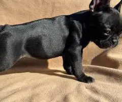 6 Frenchie puppies for sale