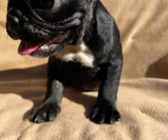 6 Frenchie puppies for sale