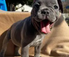 6 Frenchie puppies for sale
