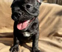 6 Frenchie puppies for sale