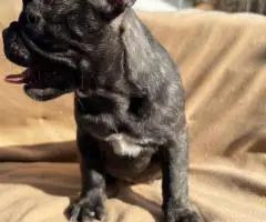 6 Frenchie puppies for sale