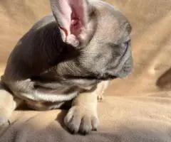 6 Frenchie puppies for sale