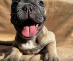 6 Frenchie puppies for sale