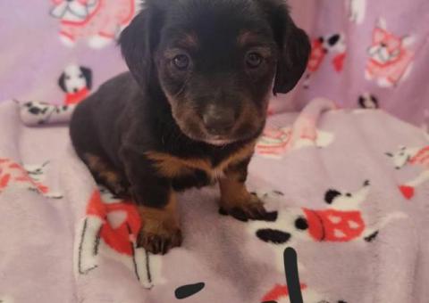 Male and female Chiweenies