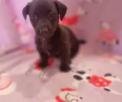 Male and female Chiweenies