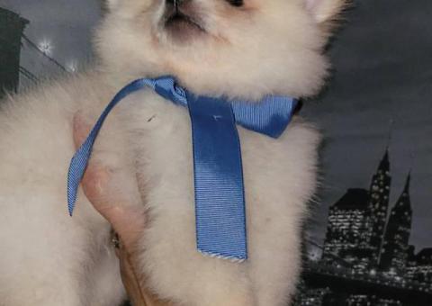 3 Teddy bear face Pomeranian puppies for sale