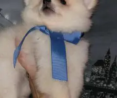 3 Teddy bear face Pomeranian puppies for sale
