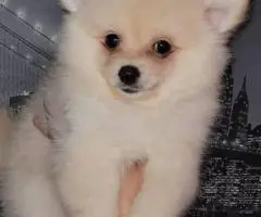 3 Teddy bear face Pomeranian puppies for sale
