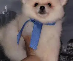 3 Teddy bear face Pomeranian puppies for sale