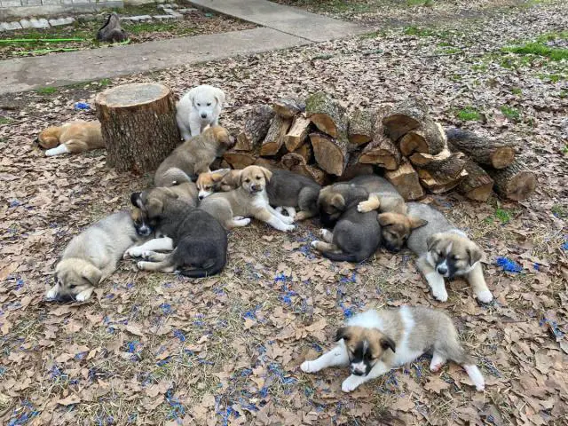Anatolian Mix puppies for sale