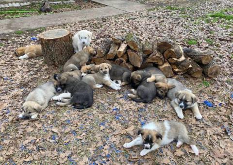Anatolian Mix puppies for sale