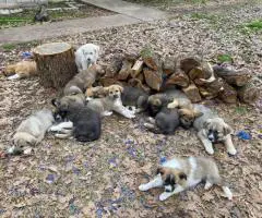 Anatolian Mix puppies for sale