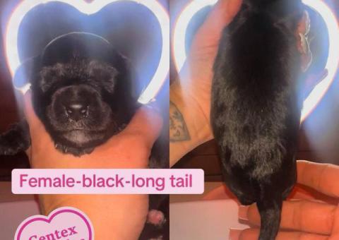 F1B Mini Schnoodle Puppies for Sale