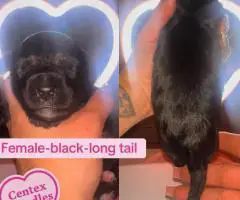 F1B Mini Schnoodle Puppies for Sale