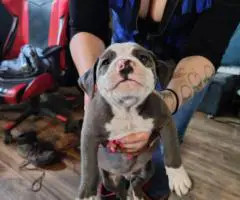 6 Pit bull puppies need a loving home