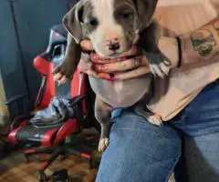 6 Pit bull puppies need a loving home