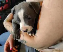 6 Pit bull puppies need a loving home