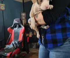 6 Pit bull puppies need a loving home