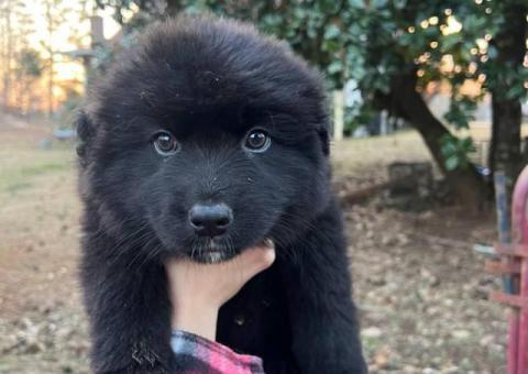 Aussie German Shepherd mix puppies