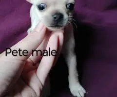 Beautiful tan-colored deer-head Chihuahua puppies