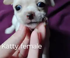 Beautiful tan-colored deer-head Chihuahua puppies