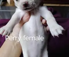 Beautiful tan-colored deer-head Chihuahua puppies