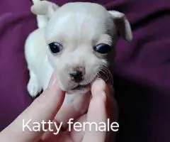Beautiful tan-colored deer-head Chihuahua puppies