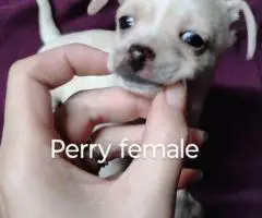 Beautiful tan-colored deer-head Chihuahua puppies