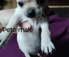 Beautiful tan-colored deer-head Chihuahua puppies
